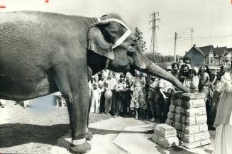 Festival parade works up a hearty thirst for imported elephant and any oasis will do