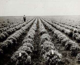 A field of Guayule Rubber at Salinas, California