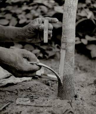 A high yielding bud is being grafted on a young rubber tree