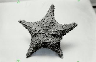 Star fish: They look great withother small shells, $1 to $5 from Zephyr