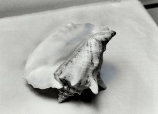 Conch shell: Above, smallish conch shell, about $5 at Zephyr, comes from the Phillipines
