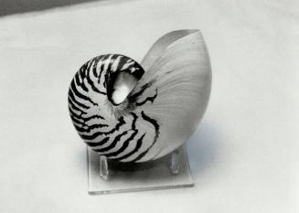 Chambered nautilus: Left, often halved to show the delicate spiral 'staircase' within it, $15 at Zephyr