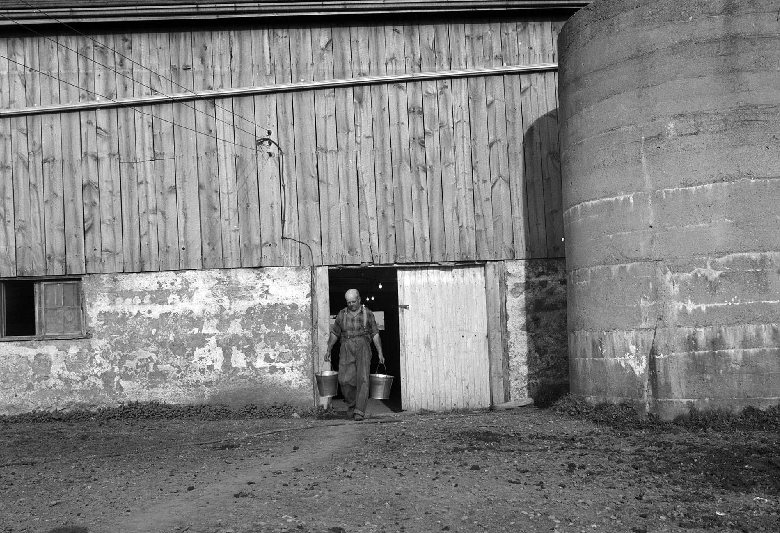 Mr. Robinson on dairy farm