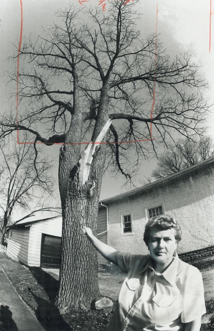 Neighbor Pat Dillman shows off the stately -- and valuable -- black walnut tree