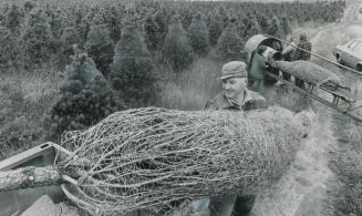 Christmas Trees start their Long Journeys, Getting read for Christmas, the harvest is under way at Richardson Farms, north of Orono, where 250,000 Scotch pines grow on the 400 acres