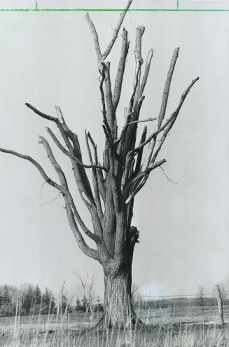 If malaise strikes: This victim of Dutch Elm disease is a stark warning against out-of-date planting techniques