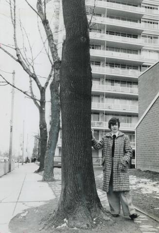 A 40-foot Maple on Avenue Rd. won a court victory yesterday with the first convition on record under the Ontario Trees Act of 1883. The charge was lai(...)