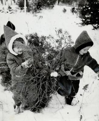 It's tough going but Joey Birt, 5, (left) and Michael LeBlanc, 5, at the big end of the Christmas tree and George Christie bringing up the rear manage(...)