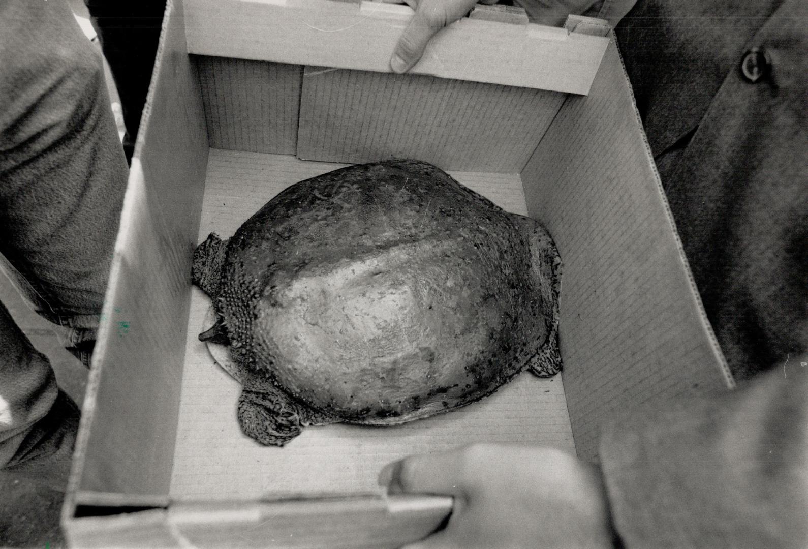 Turtles saved from the soup, The Wah Yan Meat Company on Dundas St