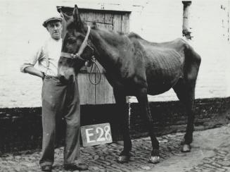 American mule rescued from suffering by [Incomplete]
