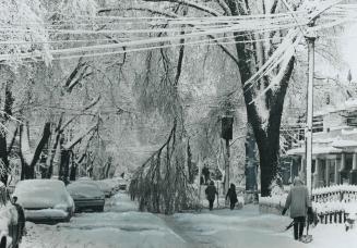 Tangled filigree of Ice laces the snow-and-sleet burdened trees of Pembroke St