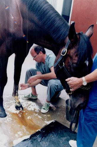 Smart Strike's left leg is washed down before operation