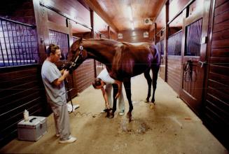 The Preparation: Oxford Town's foreleg is shaved, above, before he's trussed to thwart movement during surgery