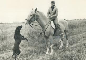 Dog is a horse's best friend, too, To be able to give Tennessee the horse a friendly greeting, a black Labrador retriever named Sam stands on his hind(...)