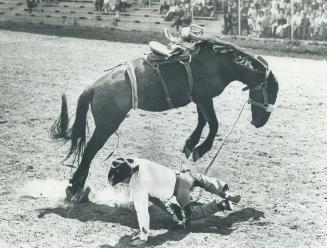 Taking a fall: Broncs and bulls are made to buck by the pain caused by a tight strap made that way by brutality and lack of compassion
