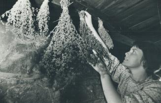 Mrs. Betty service of Black creek pioneer village checks drying herbs