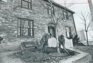  Two men in jackets dig with shovels around the base of a tree in front of a two-storey stone b ...