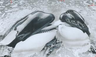 Nootka and Kandu cuddle up for a kiss and to share a morsel in the pool