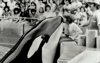 Wet kiss: This huge mammal, named Nootka, offers a kiss to daring young visitor at Marineland