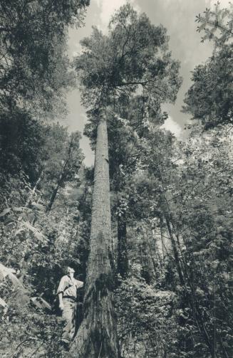 Wilderness guide, Hap Wilson, is dwarfed (left) by a towering white pine in the disputed Temagami old growth forest