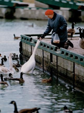 Hedi Landmesser feeds bread to a swan that seems grateful for the meal at Bluffer's Park