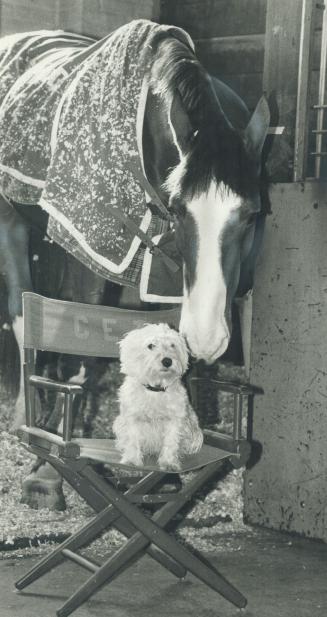 Good pals: Jibber Jabber, a half thoroughbred, half Clydesdale being ridden by Canadian Mac Cone at the Royal Winter Fair in Toronto, nuzzles up to Spanky, a West Highland terrier