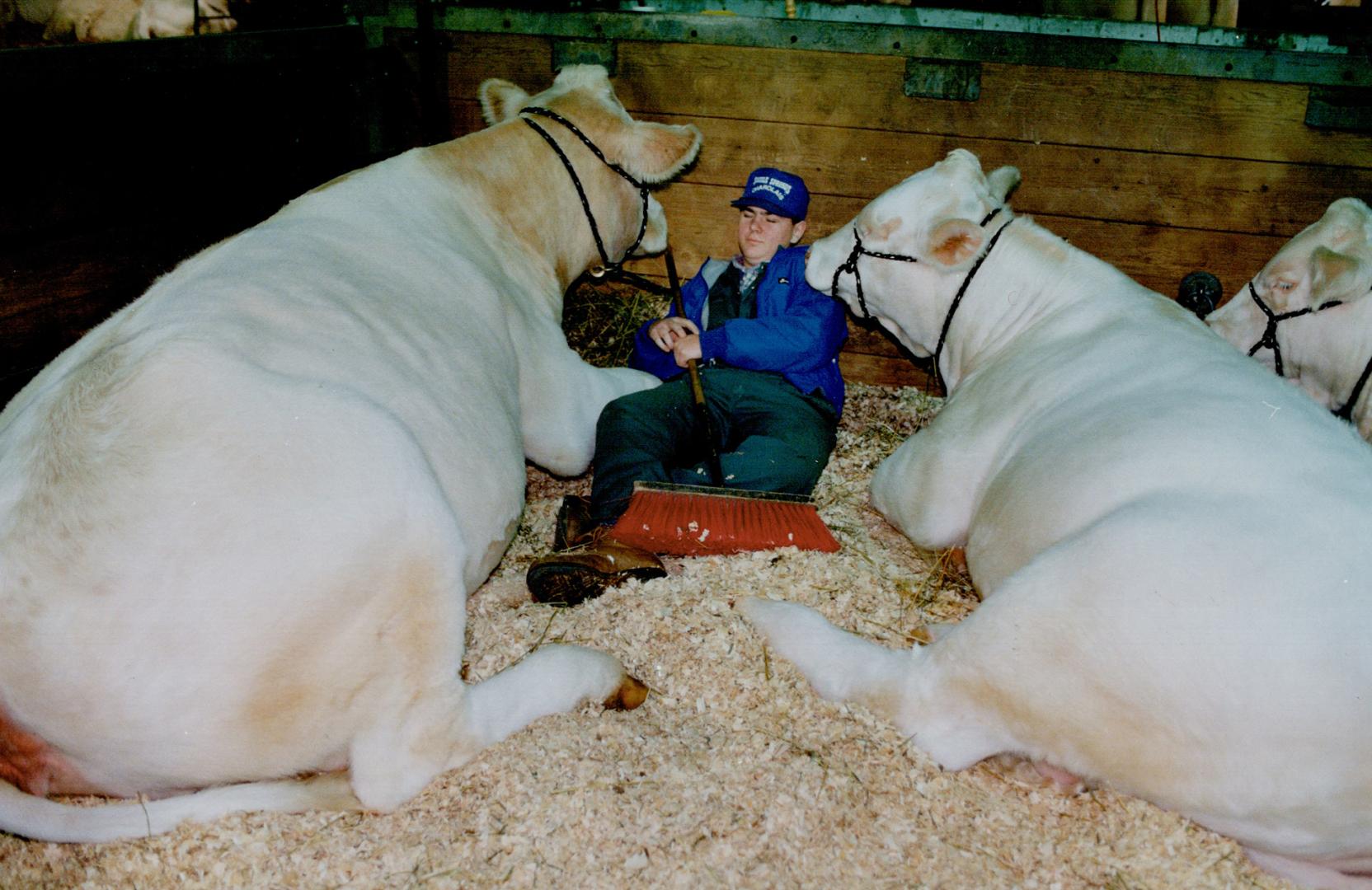Brent Saunders, 15, gets some shut-eye flanked by his Charolais charges from Markdale, Ont