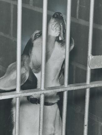 In Etobicoke's Dog Pound . . . A Dog Howled. Sailor ran afoul of dogcatcher when he followed his master to school
