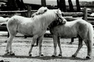 Neighborly nuzzle. The ponies on Toronto Islands' Centreville Farm get along with a fine, You scratch my back, I'll scratch yours attitude. The only d(...)