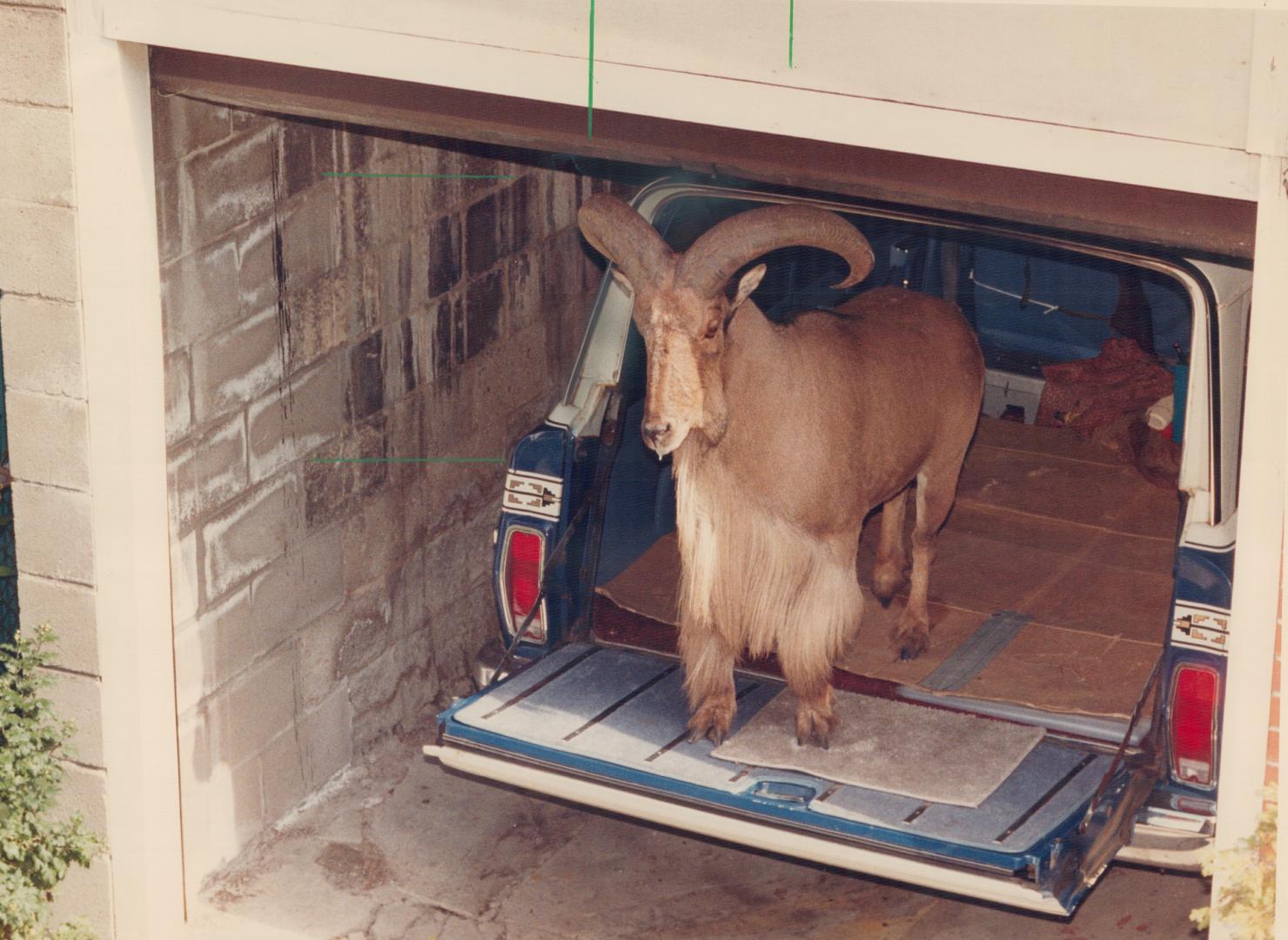 Ram killed: Metro zoo says it probably would have taken Tommy if he was healthy