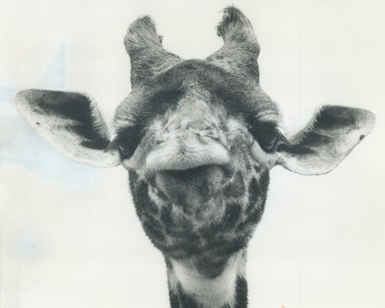 Happy Birthday to Zool