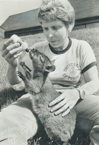 Joey, the orphaned wallaby at the new Metro Zoo, gets his bottle lunch from Beverley Carter, who is training to be a zookeeper. The kitchens at the mo(...)