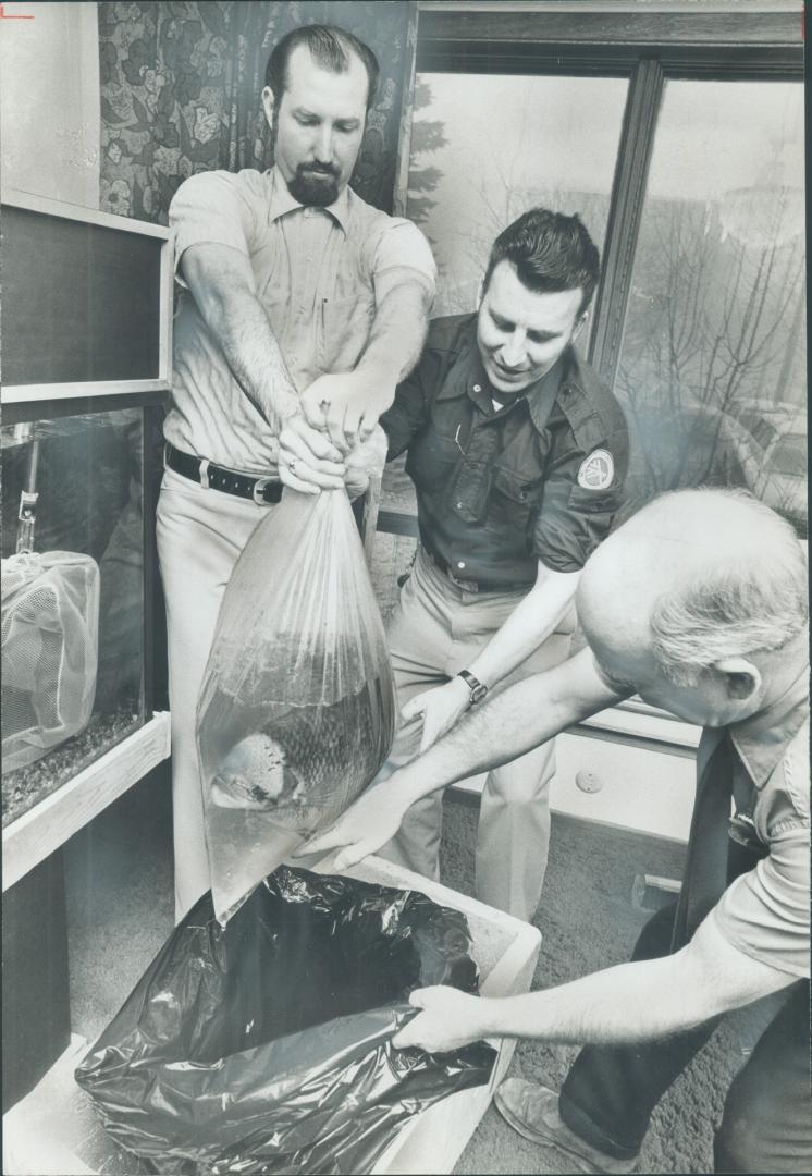 Uneasy moment for Mr. Ospher, the 13-pound Osphronemus goramy, comes as owner Bill Roman and two workers from the Metro Zoo transfer him from his aqua(...)