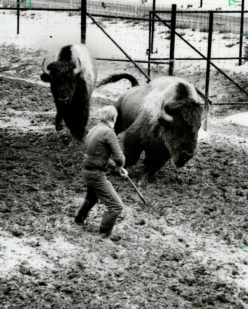 Roundup time at Metro Zoo. Two of the 18 wood bison at the Metro Zoo, chosen for the move to an Indian reserve in Manitoba, were reluctant to enter lo(...)