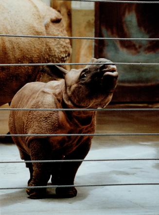Nikki the baby Great Indian rhinoceros checks out her world at the Metro Zoo