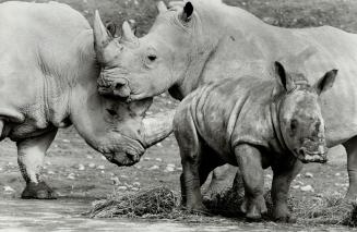 Canada - Ontario - Toronto - Zoos - Metro Toronto Zoo - Animals - Rhinoceros