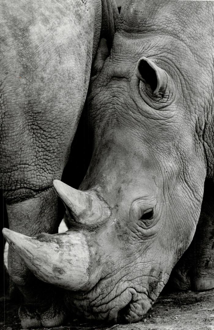 Canada - Ontario - Toronto - Zoos - Metro Toronto Zoo - Animals - Rhinoceros