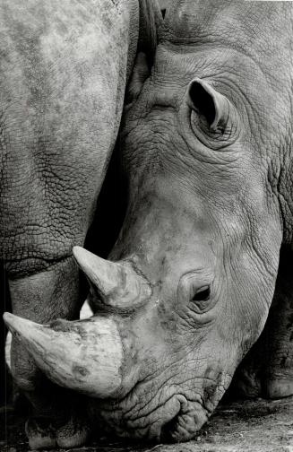 Canada - Ontario - Toronto - Zoos - Metro Toronto Zoo - Animals - Rhinoceros