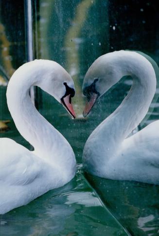 Mirror, mirror. This swan at the Americas pavillion at the Metro Toronto Zoo admires its own pristine grace as it gazes into a glass wall in a below-g(...)