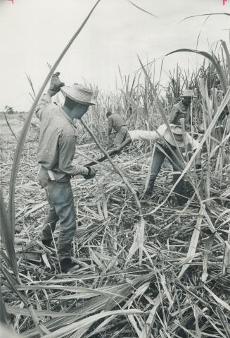 Worldwide Forces drive up the price between the time these Cuban field hands sugarcane and a Canadian consumer stirs spoonful of the refined product i(...)