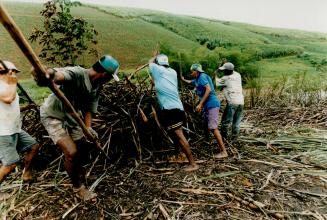 A crew rolls cut cane down the steep hillside