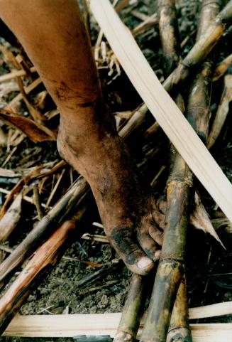 Edivaldo da Silva's foot amongst cut corn