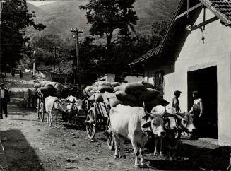 Ox carts draw the bags to the distillery where the leaves will be pressed