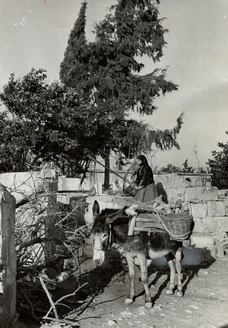 It looks so peaceful in parts of Cyprus today that it's hard to believe Greeks and Turks were lobbing grenades at each other a year ago. [Incomplete]