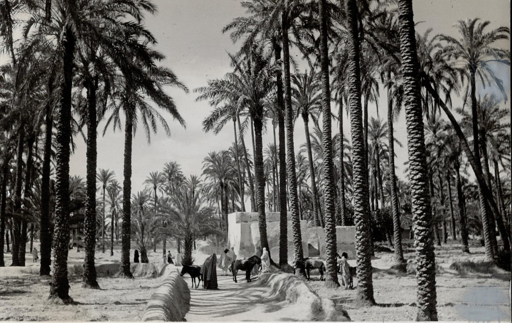 Oases in the desert are often a mirage but this Libyan palm grove that goes by the naem of Tagiura is a delighful reality to those who travel by horse(...)