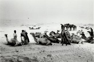 Camel station near Brakna, Mauritania