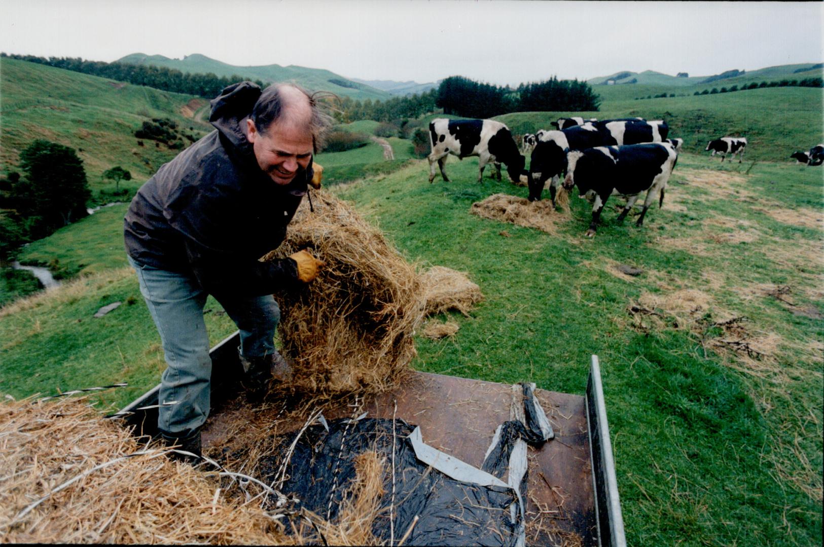 Farmer Bill Garland near combridge feeding some of his 500 head of cattle