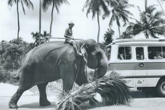 A working elephant carries his lunch of palm fronds past a tourist bus in the beautiful land once called Ceylon