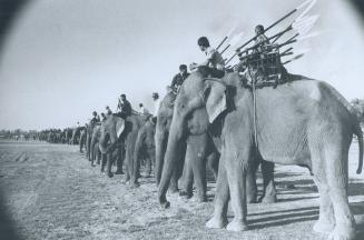 Elephants at Surin line up for mock warfare in which they carry spearmen