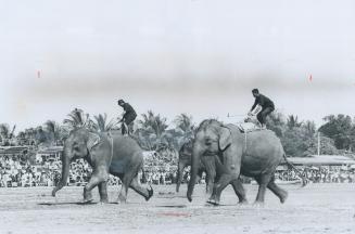 Competitors go flat out - or their version of it - at the world's only elephant rodeo, held in Surin, Thailand